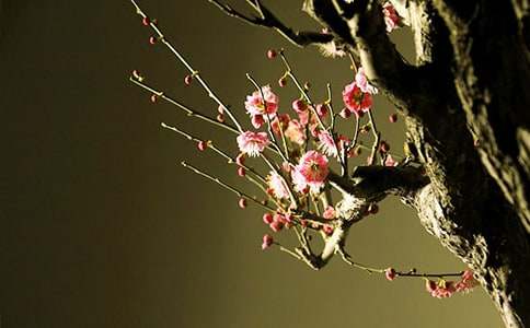 [��ѡ]÷������300��6ƪ