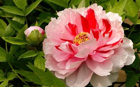 ��дĵ��������300��