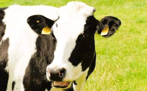 ��ţ����300��