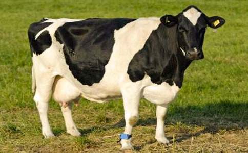 ��ţ����400��