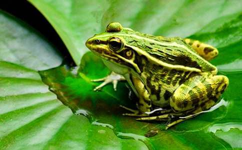 《青蛙写诗》教学反思