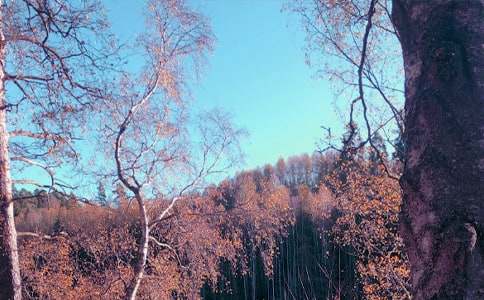 ��������600��3ƪ���ȣ�