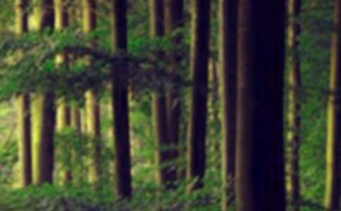 ɭ������300�־���[3ƪ]