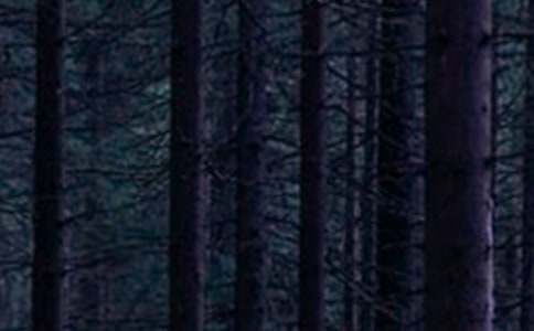 ������ɭ�ֶ��롷�̰�