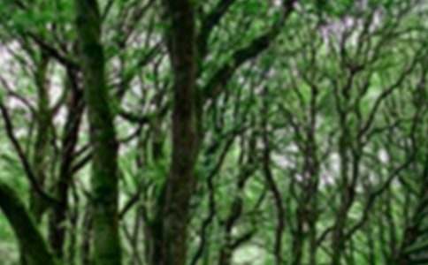 (����)��ɭ�ֱ��������