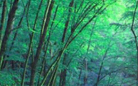 ɭ�ַ���̰�