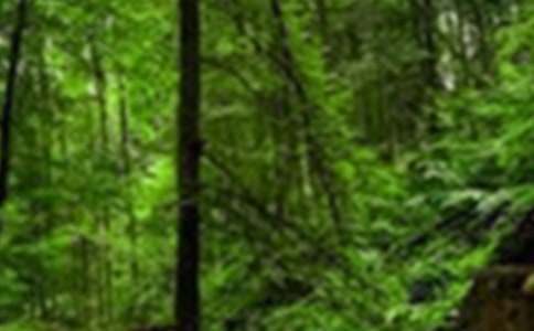 ��дɭ��ҹ�����������