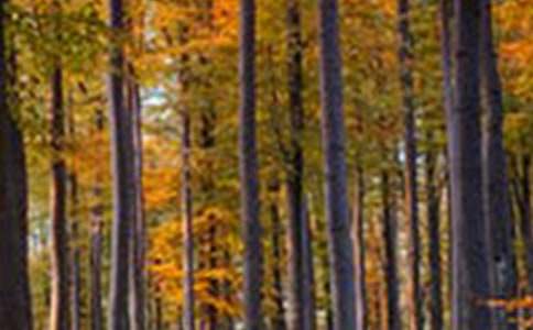 ɭ�ֵľ�������