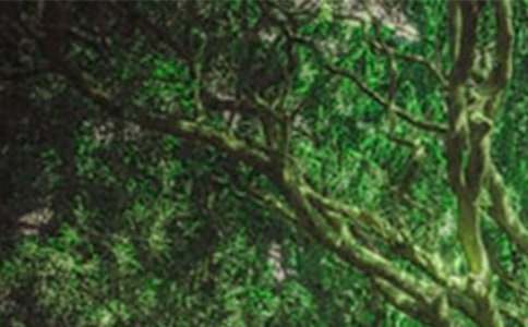 ɭ�ֱ������ʵ�á�15ƪ��