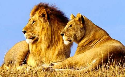 ʨ�����ۺ��18ƪ