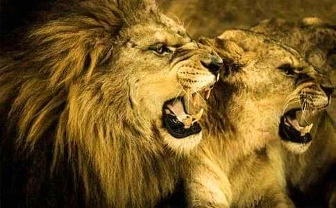 ʨ�����ۺ��(����15ƪ)