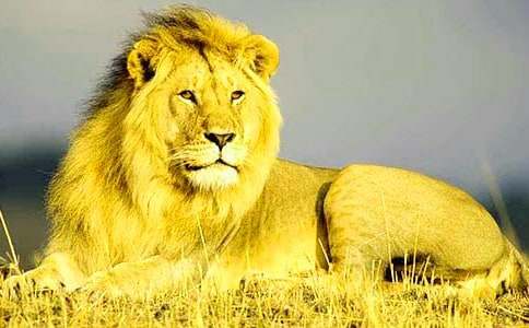 ��ֻСʨ�ӽ̰�15ƪ