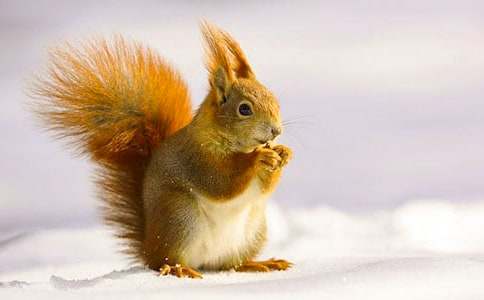 小班语言小松鼠的伞教案