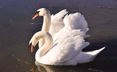 ����С�ŵ���졷����У���ȫ2ƪ��