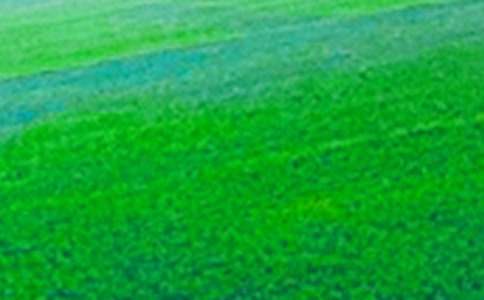 田野_小学生五年级作文