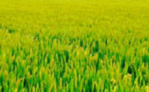 ʵ�õ���Ұ����300�ֺϼ�(4ƪ)