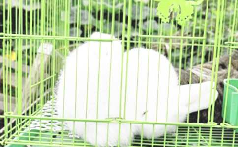 ���ӹ۲�����꼶����400��