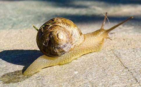 蜗牛的奖杯教学设计精品