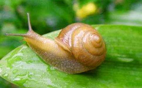 《小蜗牛》教学反思