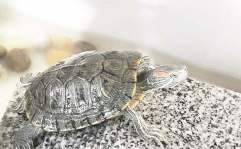 ���ڹ��š��̰�