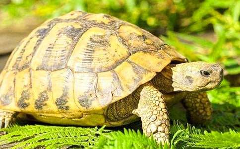 �����Ҽҵ�С�ڹ���꼶����6ƪ