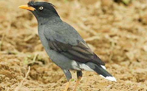 关于《乌鸦喝水》教案集锦六篇