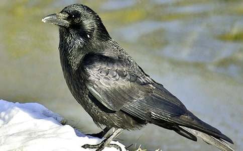 ��ѻ������600��(����3ƪ)