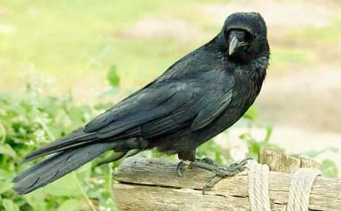 ����ѻ��ˮ��������̰�����