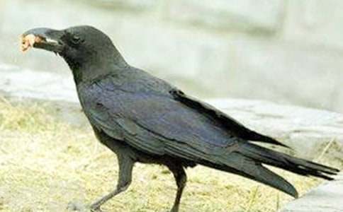 ����ѻ��ˮ���̰�