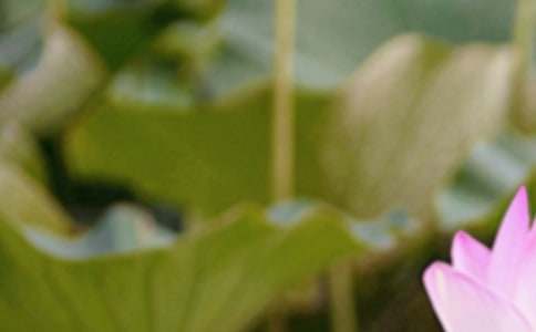 ����������̰�����ѡ6ƪ��