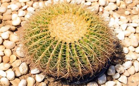 �Ǹ��������Ƶ���