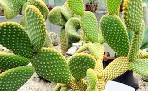 �����������ռǣ���ѡ41ƪ��