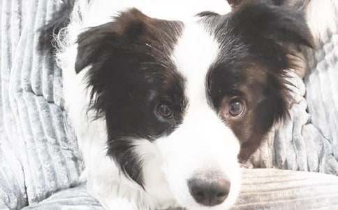 爷爷家的小狗作文集合10篇