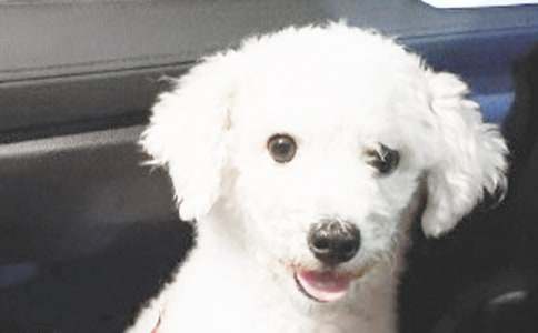 三年级小狗作文