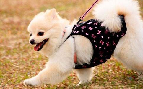 动物小狗观察日记