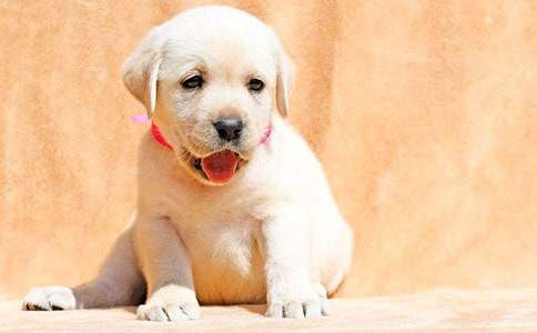 关于我家小狗作文500字合集6篇