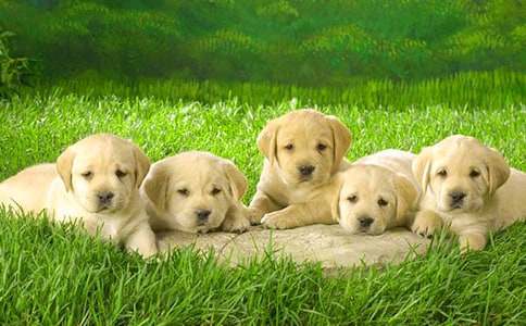 爷爷家的小狗作文(通用24篇)