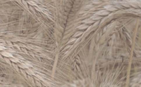 С������ҽ���