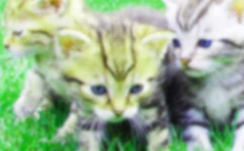 四年级我的小猫作文汇编九篇