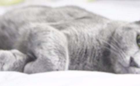 实用的四年级我的小猫作文四篇