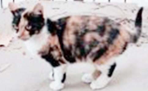 描写小猫的作文500字(精选89篇)