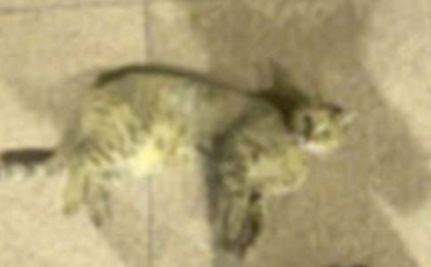 四年级我的小猫作文五篇