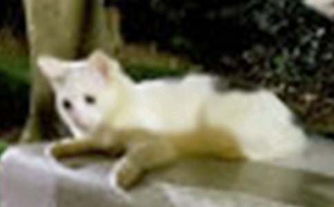 有关小猫的作文500字6篇