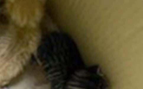 四年级我的小猫作文锦集五篇