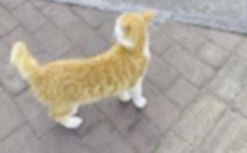 实用的小猫三年级作文