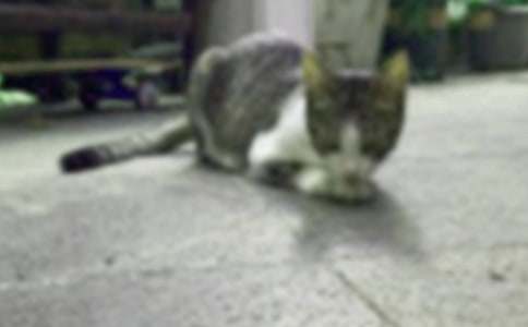 精选可爱的小猫的作文500字3篇