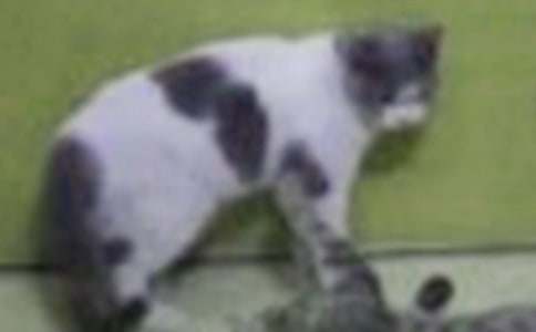 【实用】三年级小猫的作文300字合集5篇