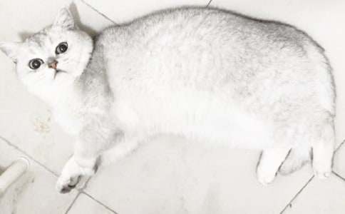 有关四年级我的小猫作文300字3篇