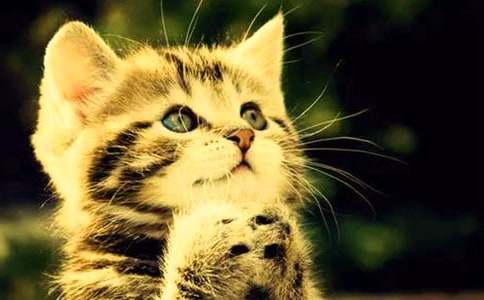 【推荐】三年级小猫的作文汇编九篇