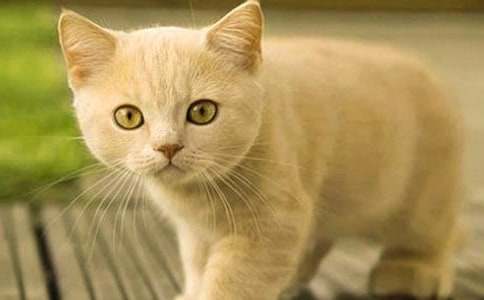 有关二年级我家的小猫作文300字4篇